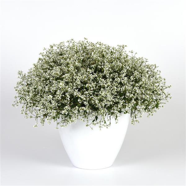 Loreen™ Compact White Euphorbia - Container