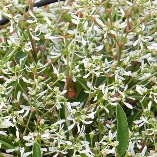 Loreen™ White Euphorbia - Bloom