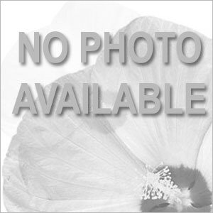 Headliner™ Lavender Picotee Petunia - Bloom Shot, White Background