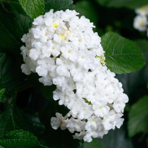 SunDance™ White Lantana - Bloom