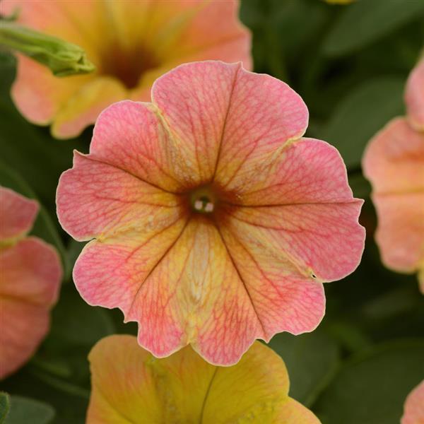 Cascadias™ Indian Summer Petunia - Bloom