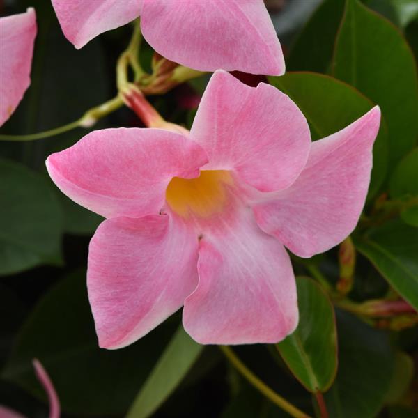 Jade Pink Bush Dipladenia - Bloom