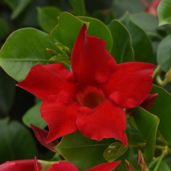 Jade Red Bush Dipladenia - Bloom