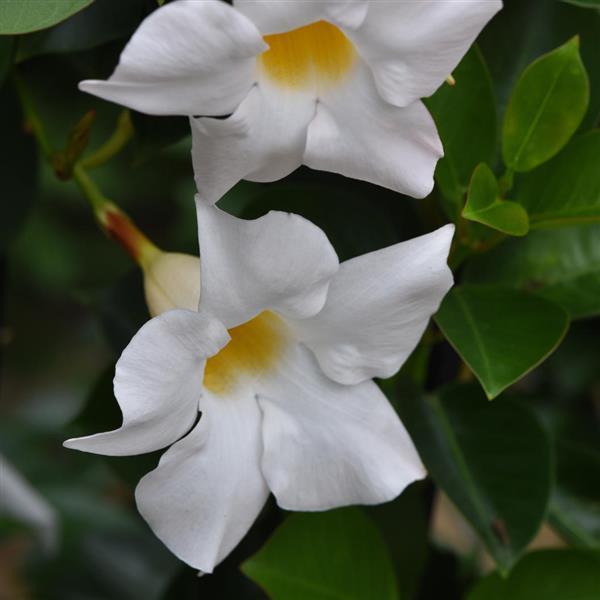 Jade White Bush Dipladenia - Bloom