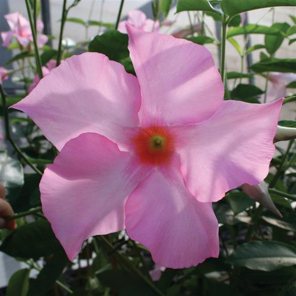 Tourmaline Pink Bush Mandevilla - Bloom