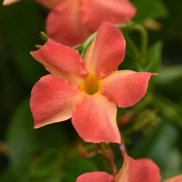 Coral Orange Sunrise Vining Dipladenia - Bloom