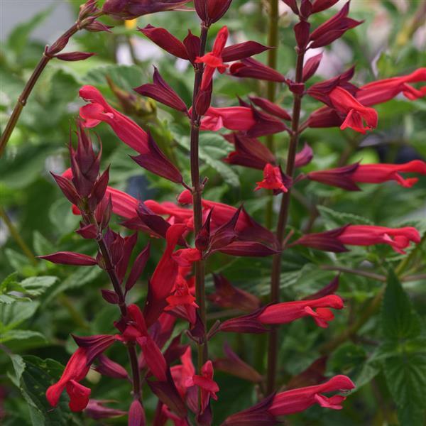 Roman Red Salvia - Bloom