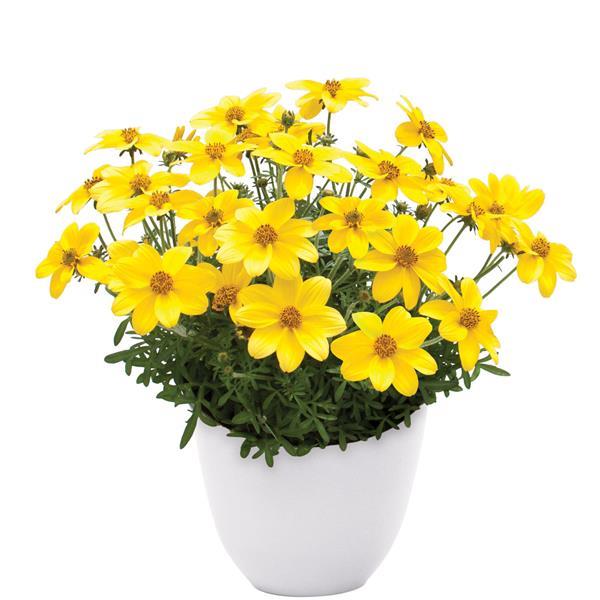 Namid™ Compact Yellow Bidens - Container