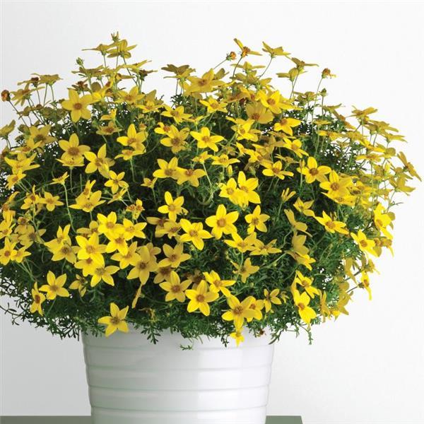 Namid™ Early Yellow Bidens - Container
