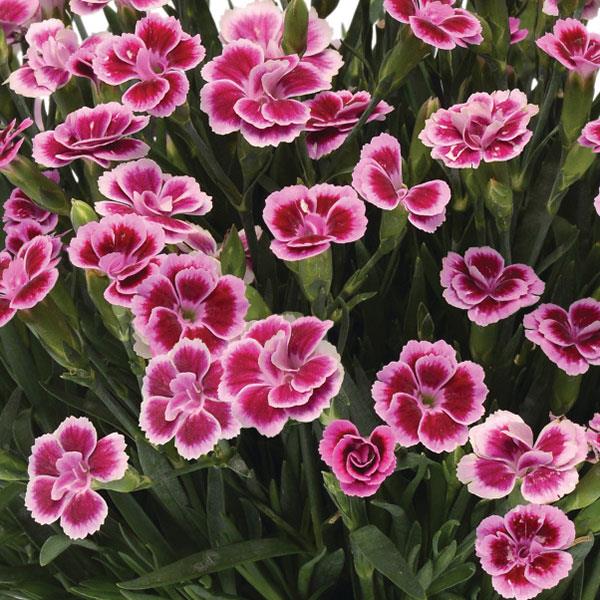Dianthus Pink Kisses® - Bloom