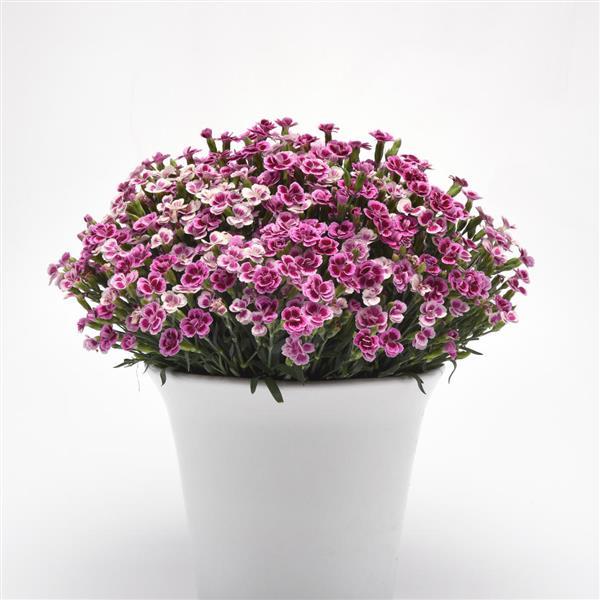 Dianthus Pink Kisses® - Container