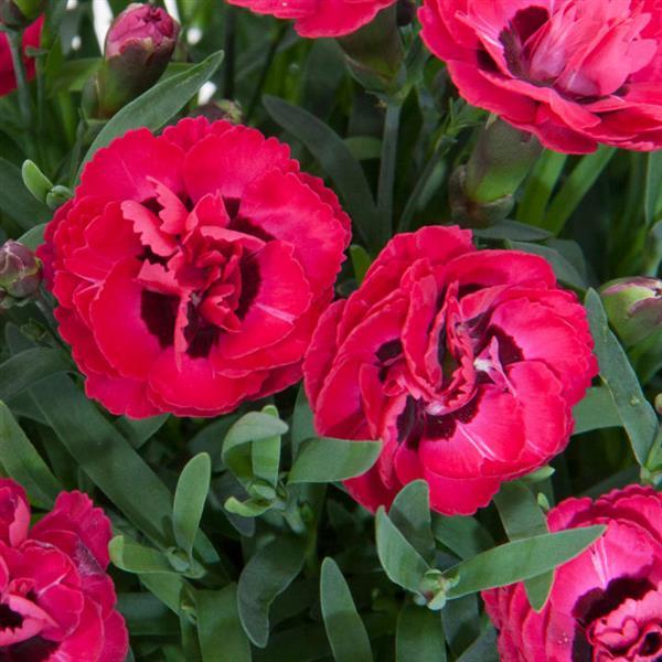 Early Love® Dianthus - Bloom