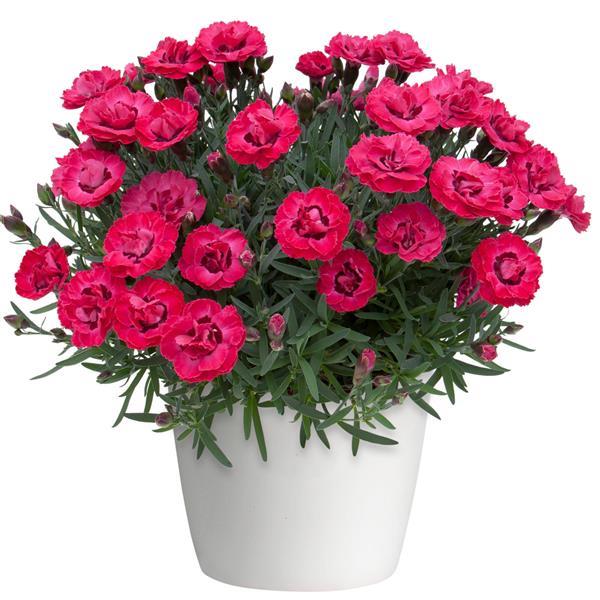 Early Love® Dianthus - Container