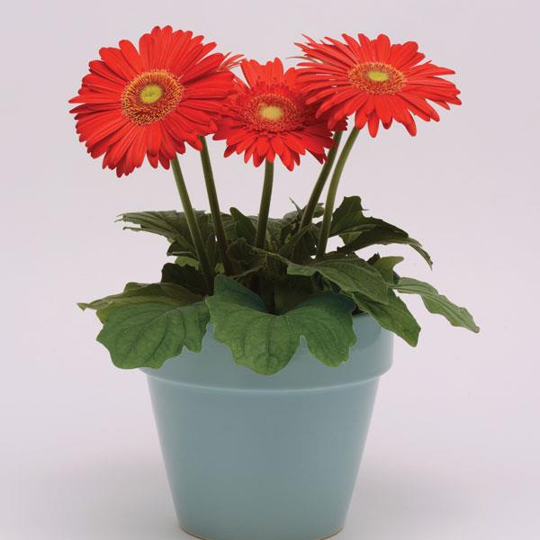 Mega Revolution™ Scarlet Red with Light Eye Gerbera - Container