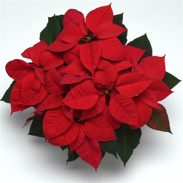 Christmas Magic™ Red Poinsettia - Bloom