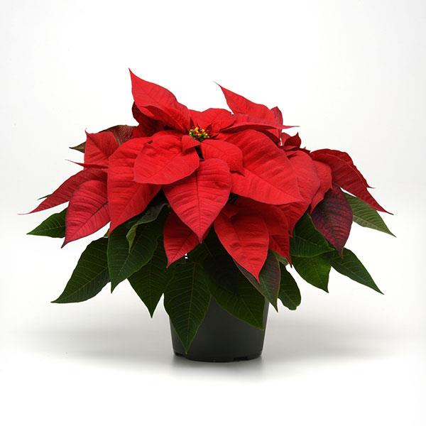 Christmas Magic™ Red Poinsettia - Container
