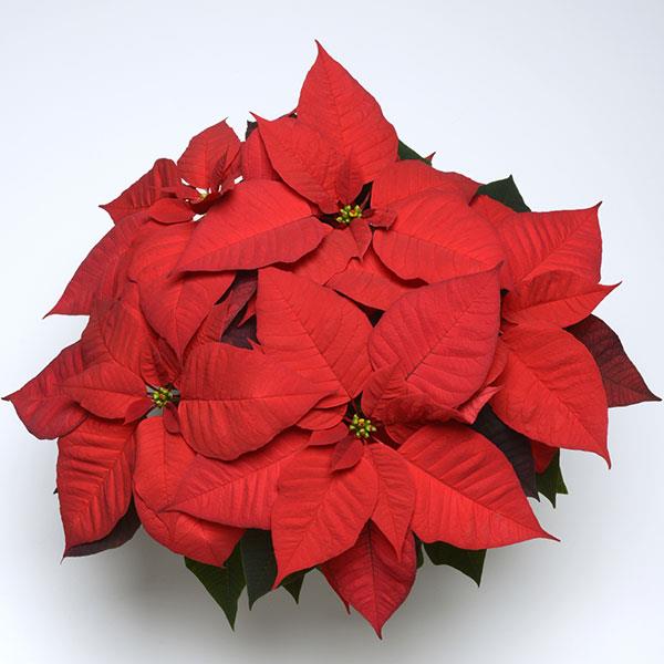 Christmas Wish™ Red Poinsettia - Bloom