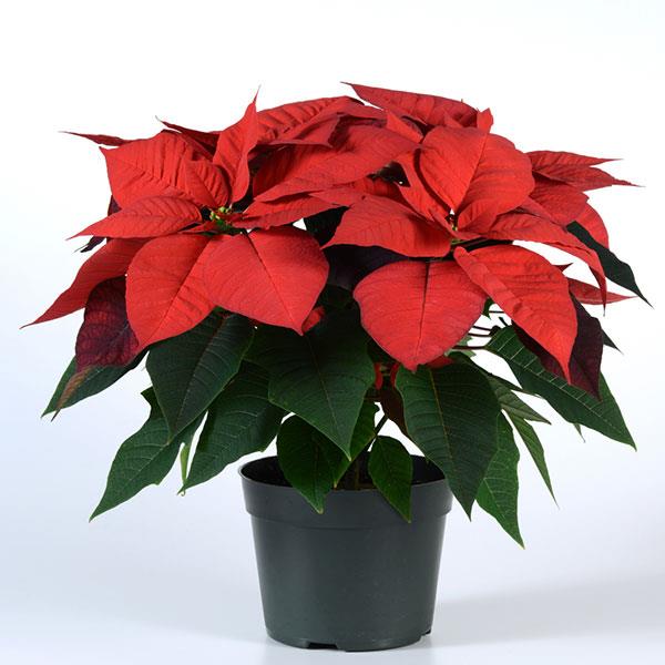 Christmas Wish™ Red Poinsettia - Container