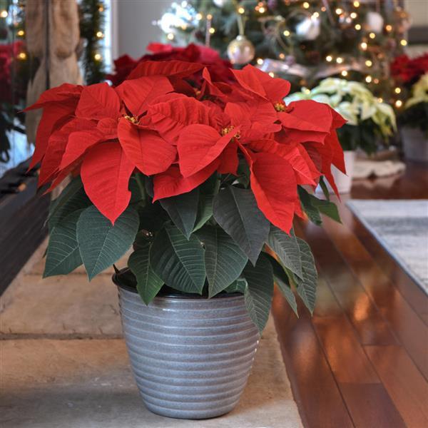 Christmas Wish™ Red Poinsettia - Displays