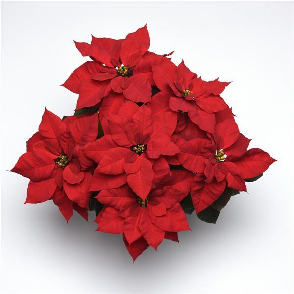 Christmas Bells™ Poinsettia - Bloom