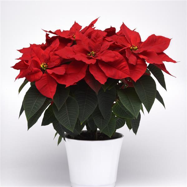 Christmas Bells™ Poinsettia - Container