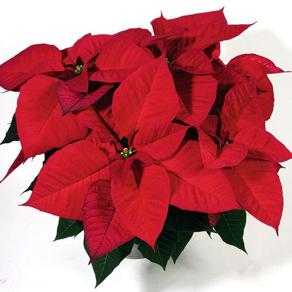 Christmas Eve Red Poinsettia - Bloom