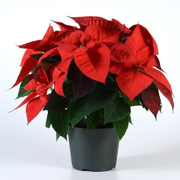 Christmas Eve Red Poinsettia - Container