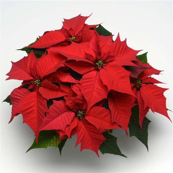 Holly Berry Poinsettia - Bloom
