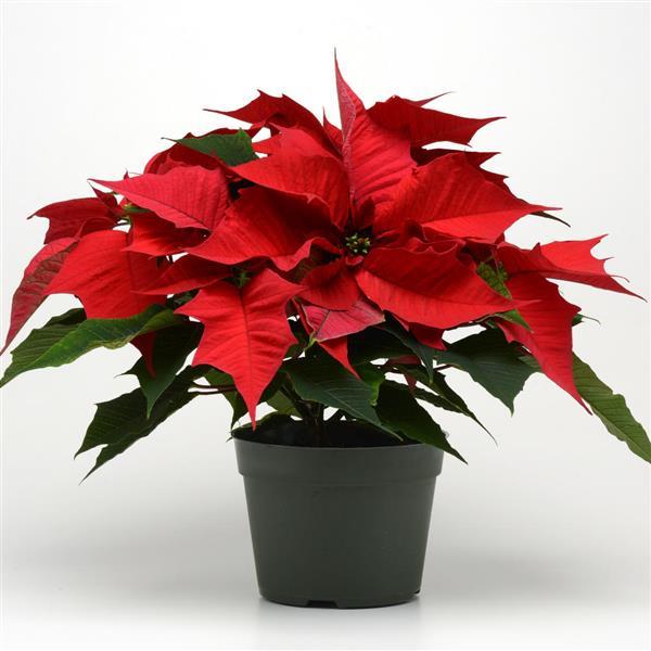 Holly Berry Poinsettia - Container