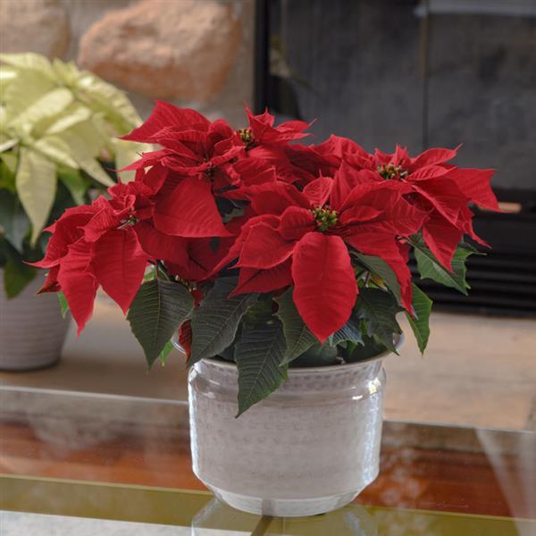 Holly Berry Poinsettia - Displays