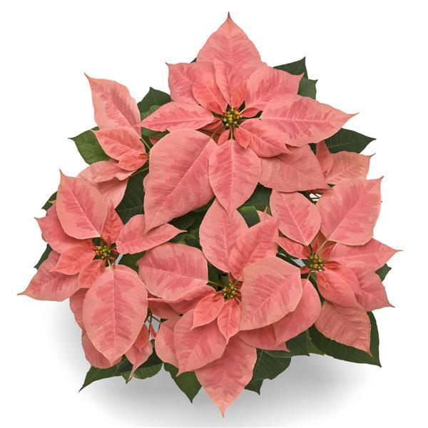 Pink Champagne Poinsettia - Bloom