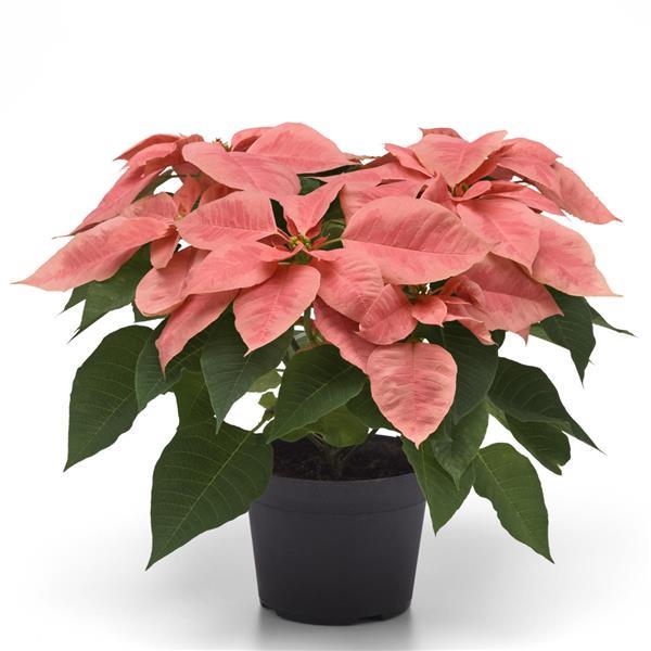 Pink Champagne Poinsettia - Container