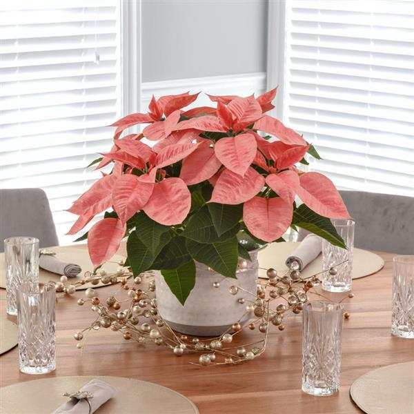 Pink Champagne Poinsettia - Displays
