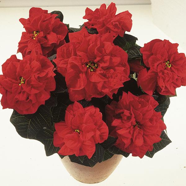 Valentine Poinsettia - Bloom
