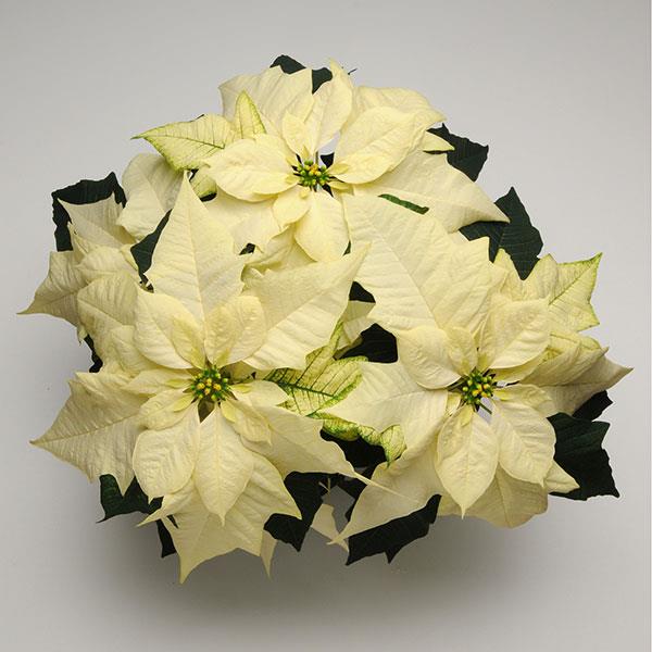 Wintersun White Poinsettia - Bloom