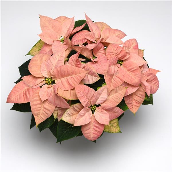 Christmas Beauty™ Cinnamon Poinsettia - Bloom