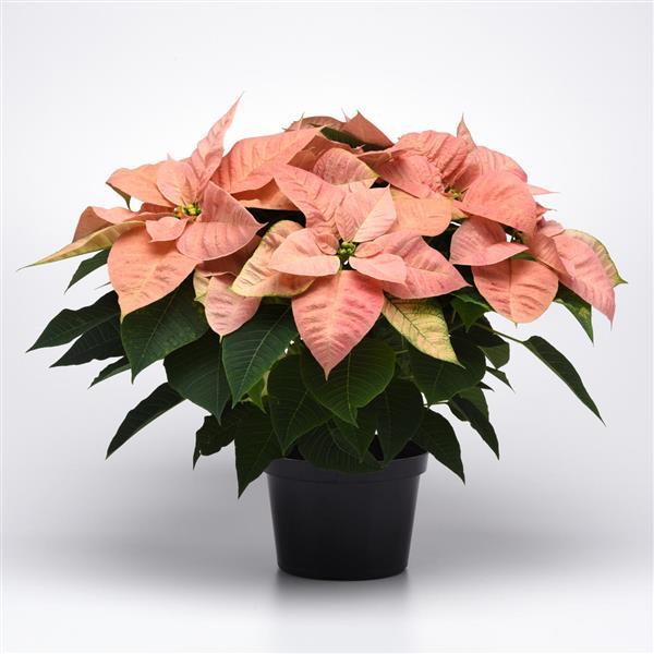 Christmas Beauty™ Cinnamon Poinsettia - Container