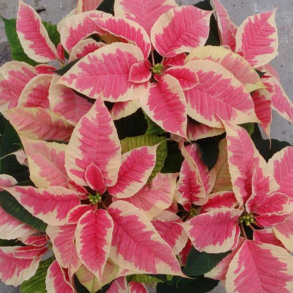 Christmas Beauty™ Marble Poinsettia - Bloom