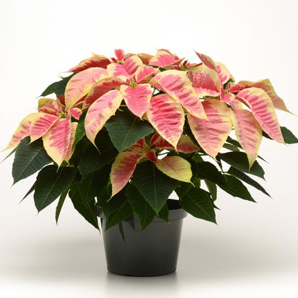 Christmas Beauty™ Marble Poinsettia - Container