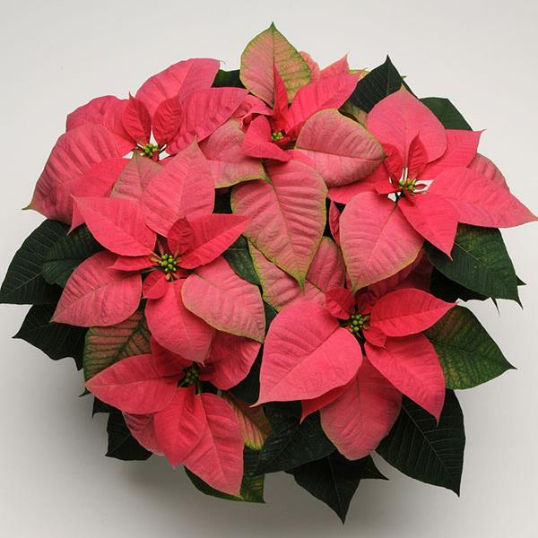 Christmas Beauty™ Pink Poinsettia - Bloom