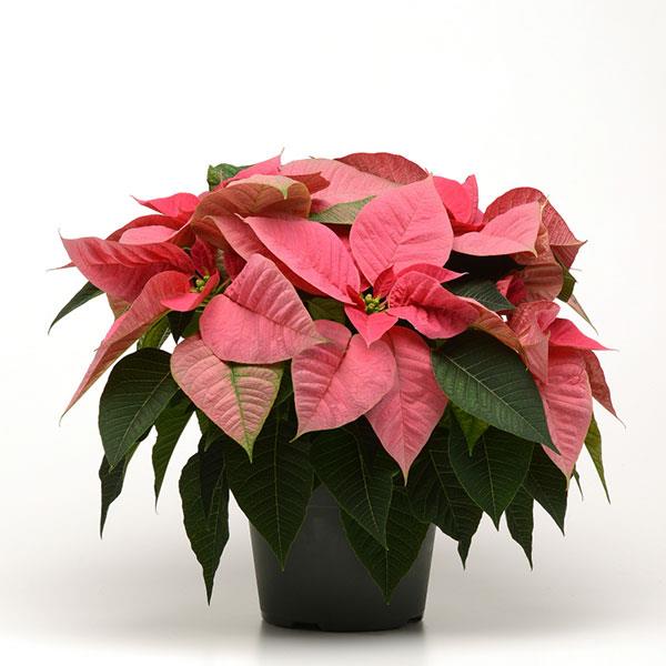 Christmas Beauty™ Pink Poinsettia - Container