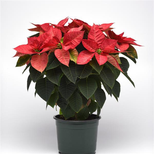 Christmas Beauty™ Queen Poinsettia - Container