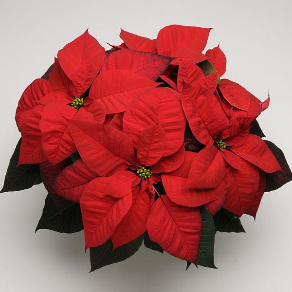 Christmas Beauty™ Red Poinsettia - Bloom