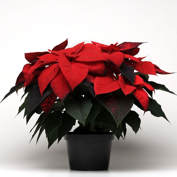 Christmas Beauty™ Red Poinsettia - Container