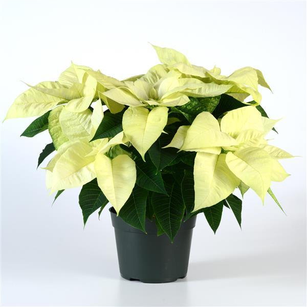 Christmas Beauty™ North Pole Poinsettia - Container