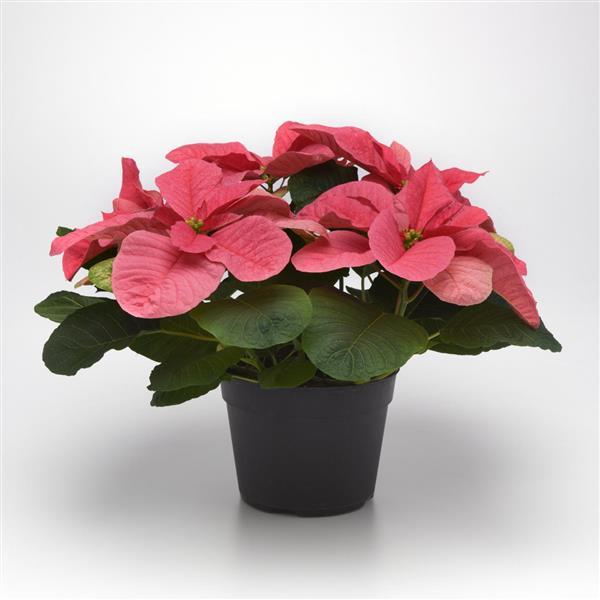 Christmas Mouse® Pink Poinsettia - Container