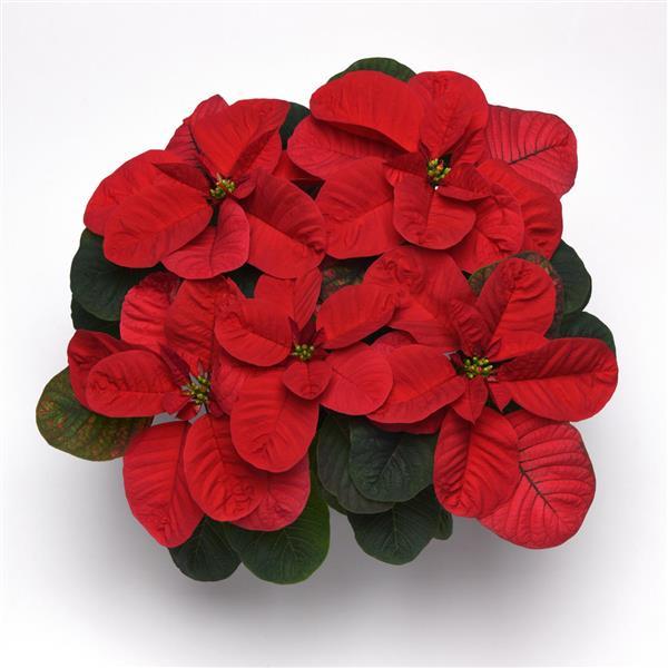 Christmas Mouse® Red Poinsettia - Bloom