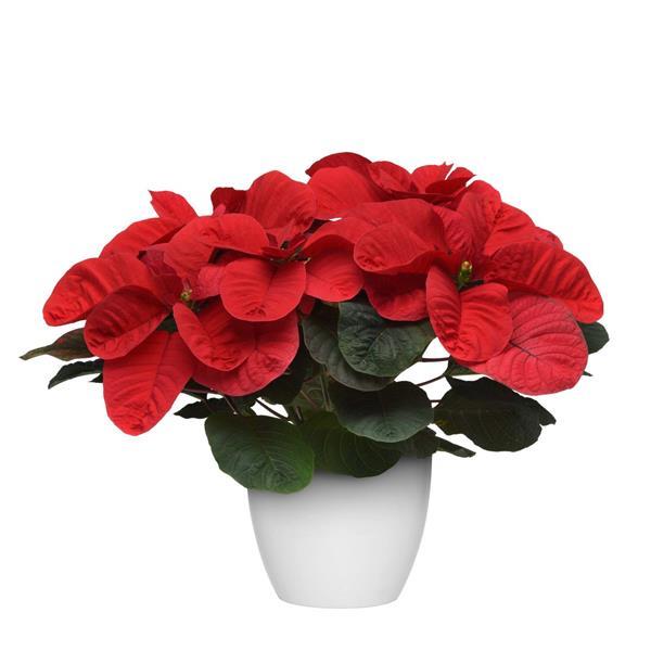 Christmas Mouse® Red Poinsettia - Container