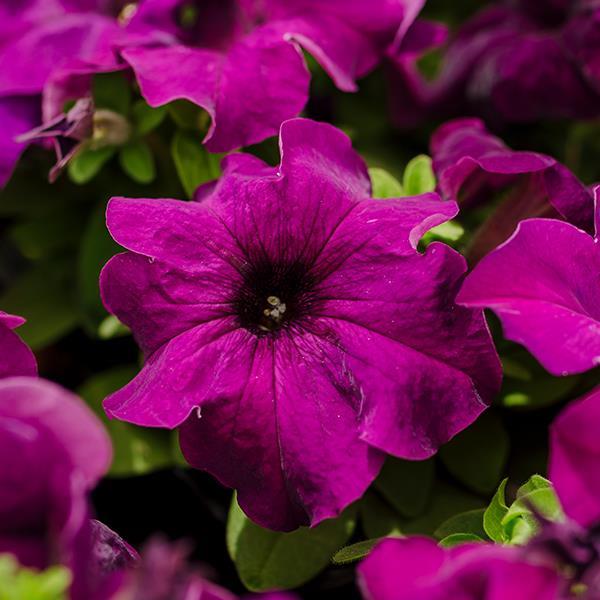 Limbo GP Deep Purple Petunia - Bloom