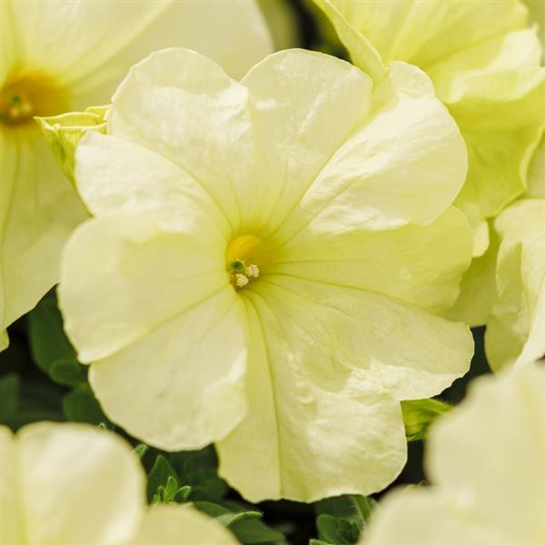 Limbo GP Yellow Lime Petunia - Bloom